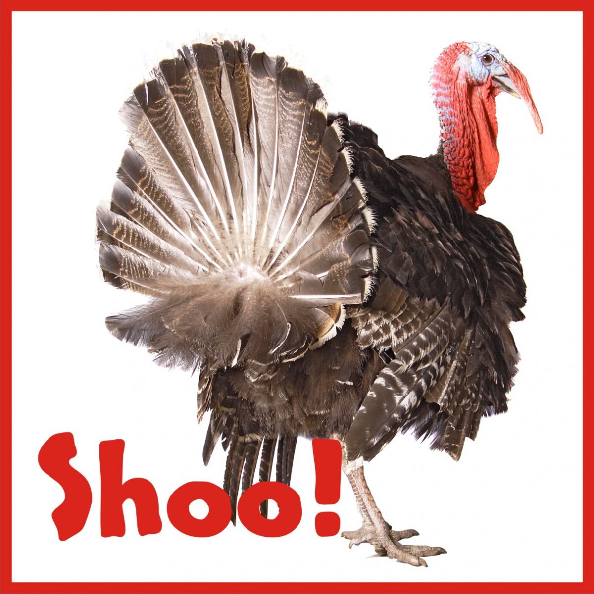 Shoo Turkey