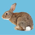 John the Rabbit